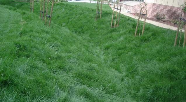 Lawn Alternatives, Ground Covers