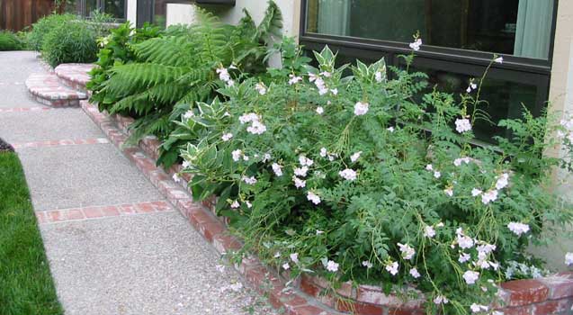 Landscape Design Cupertino