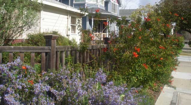 Landscape Design: Palo Alto