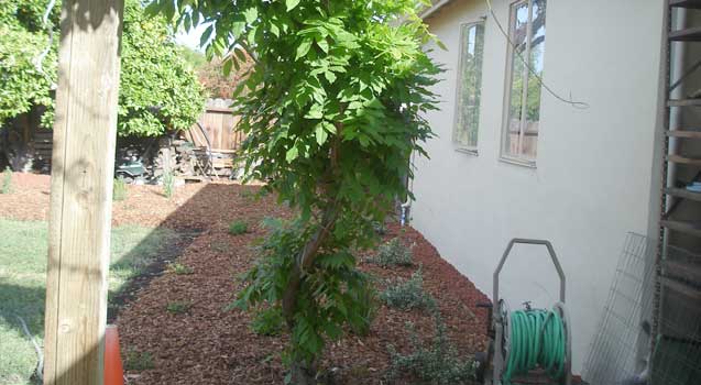 Landscape Design: Palo Alto